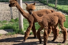 Lama